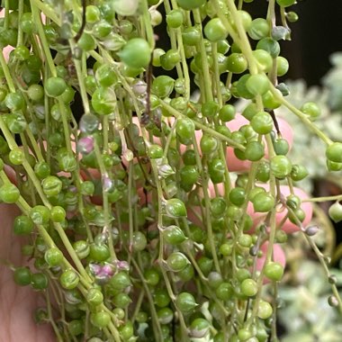 Senecio rowleyanus variegata