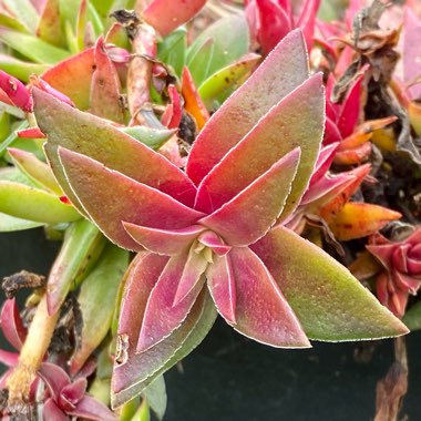 Crassula capitella 'Campfire'