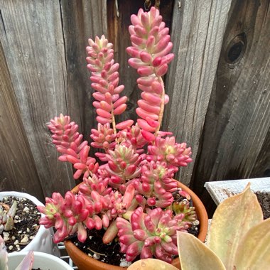 Sedum Rubrotinctum Variegata