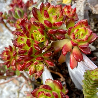 Echeveria Multicaulis