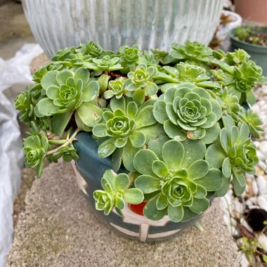 Aeonium Aureum