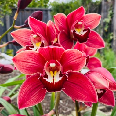 Cymbidium