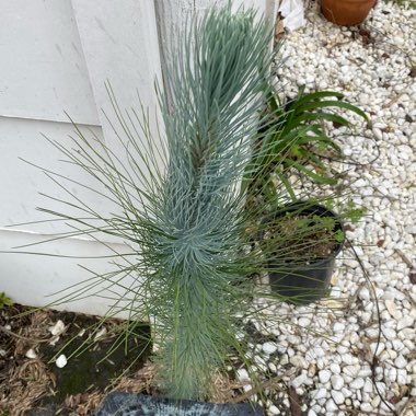 Pinus Kesiya