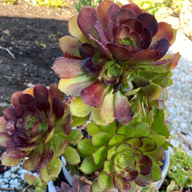 Aeonium Halloween