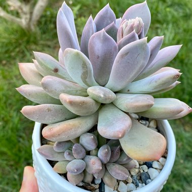 x Pachyveria Draco