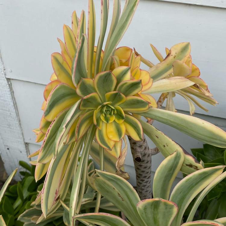 plant image 1651370