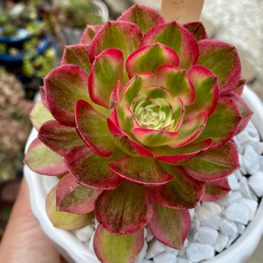 Aeonium Pink Witch