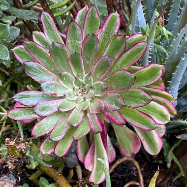 Aeonium Mardi Gras