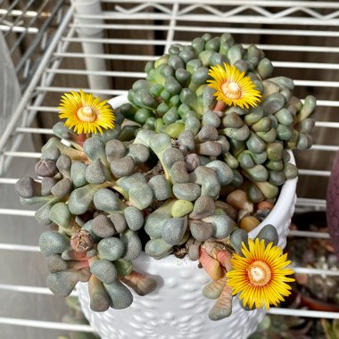 Aloinopsis schooneesii