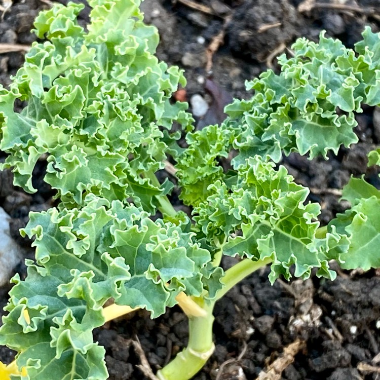 Plant image Crambe maritima