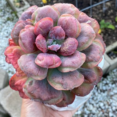 Echeveria Beyonce 