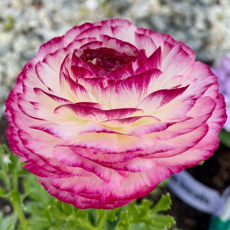 Plant image Ranunculus asiaticus 'Violet Bi Color'