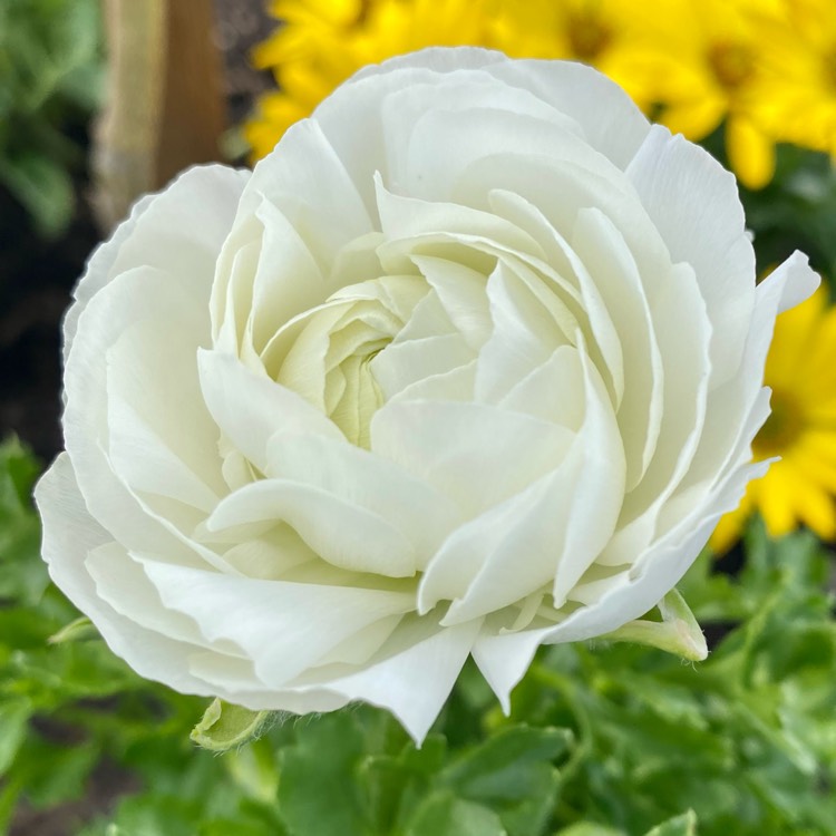 Plant image Ranunculus asiaticus 'Bloomingdale Mix' (Bloomingdale Series)