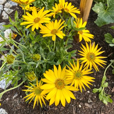 Arctotheca calendula