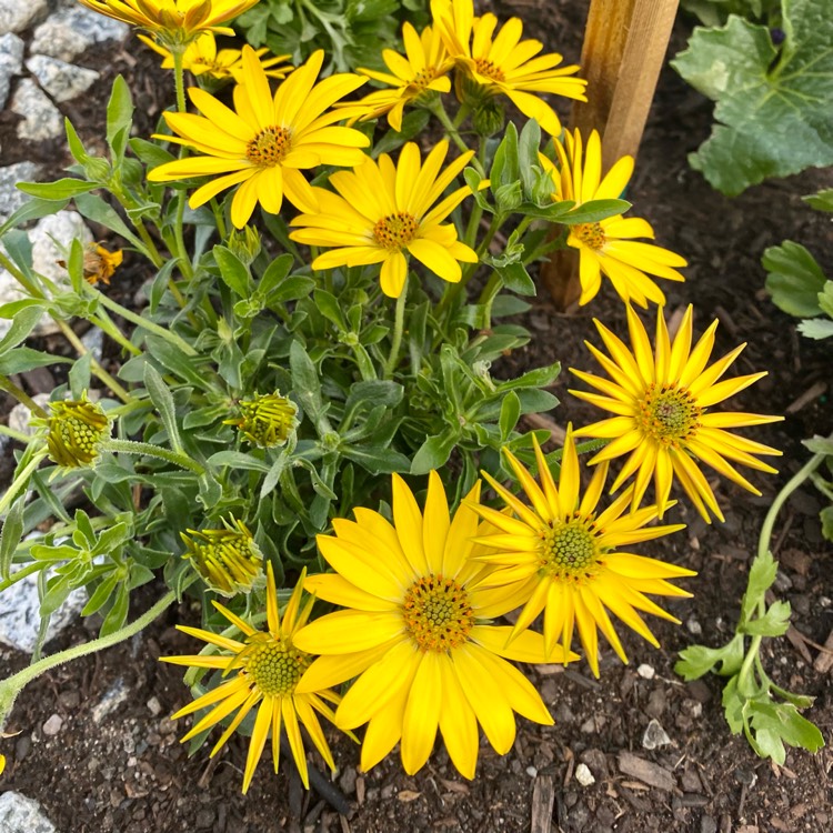 Plant image Arctotheca calendula