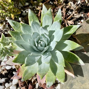 Dudleya brittonii