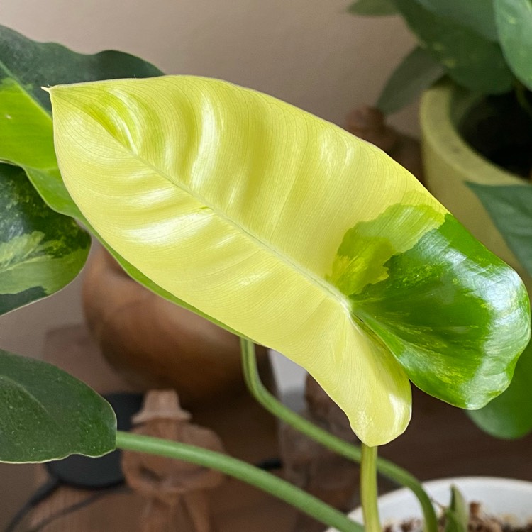 Plant image Philodendron Burle Marxii Variegated