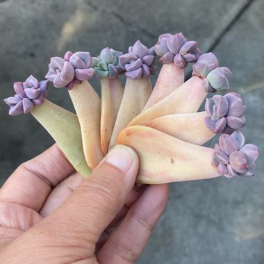 Graptopetalum Purple Delight syn. Graptopetalum Snow White