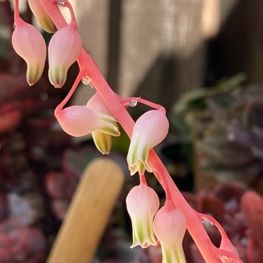 Gasteria Liliputana