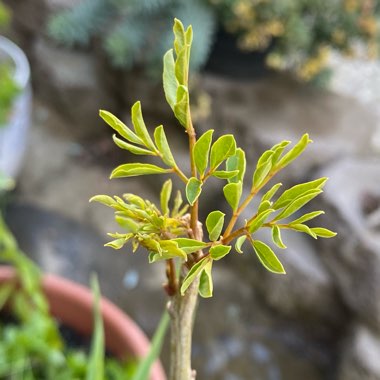 Moringa oleifera