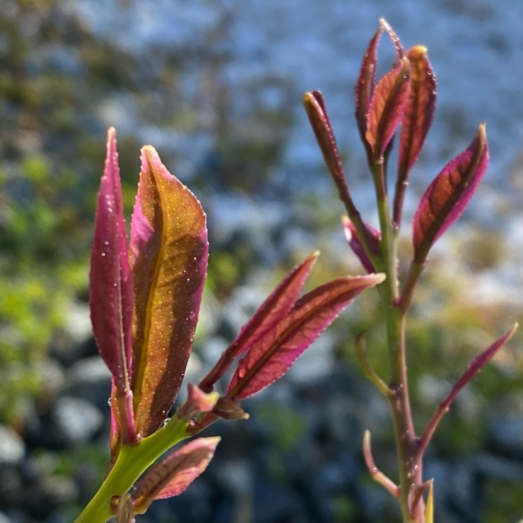 plant image 1658663