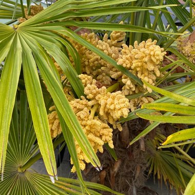 Trachycarpus fortunei syn. Chamaerops fortunei, Chamaerops excelsa