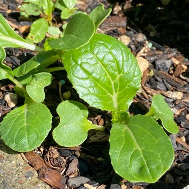 Brassica Rapa var Chinensis