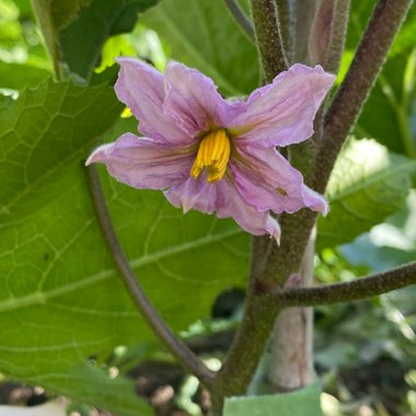 Solanum melongena 'Fairy Tale'