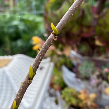 Annona muricata