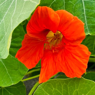 Tropaeolum majus