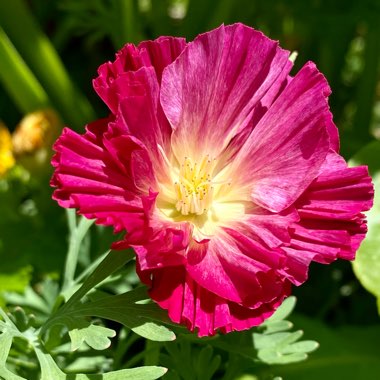 Eschscholzia californica 'Chiffon Mix' (Thai Silk Series)