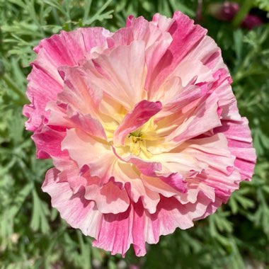 Eschscholzia californica 