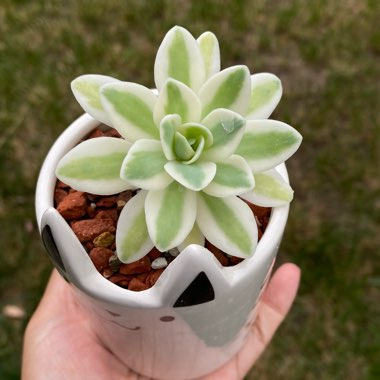 Orostachys Fuji