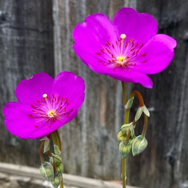 Calandrinia spectabilis syn. Calandrinia grandiflora