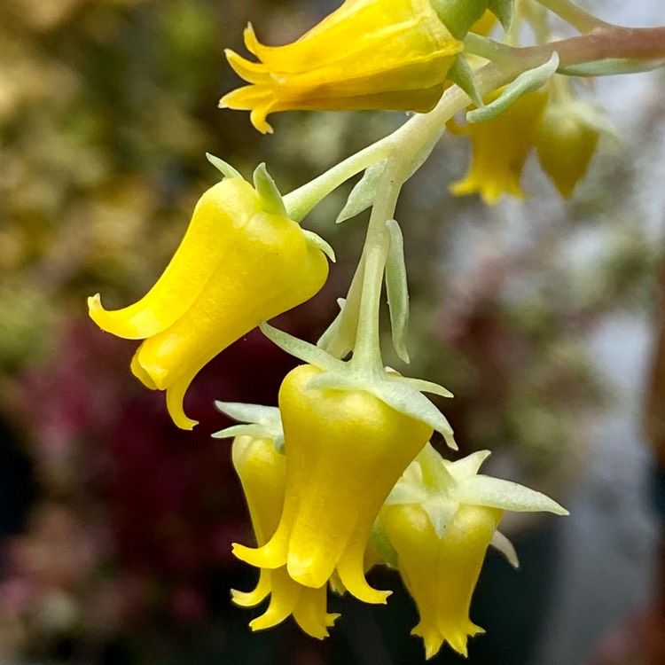 plant image 1671499