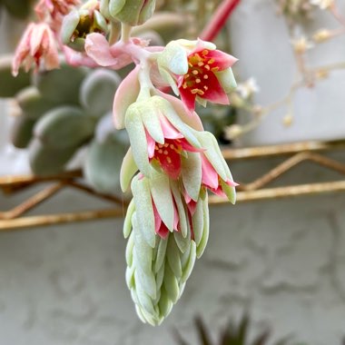 Pachyphytum bracteosum