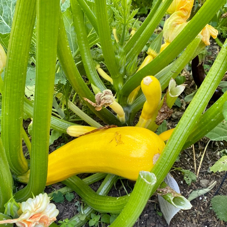 Plant image Cucurbita Pepo var. Cylindrica 'Jemmer' F1