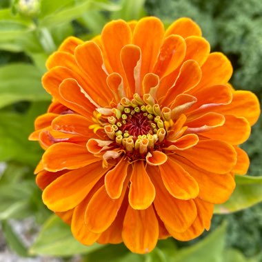 Zinnia elegans 'Orange King'