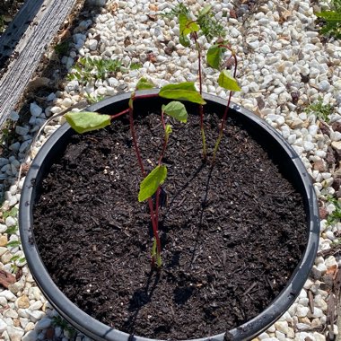 Hibiscus sabdariffa