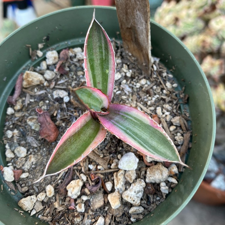 Plant image Agave lophantha 'Quadricolour'