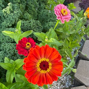 Zinnia elegans 'Moulin Rouge Mix'