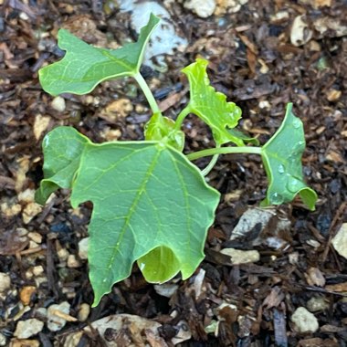 Carica papaya