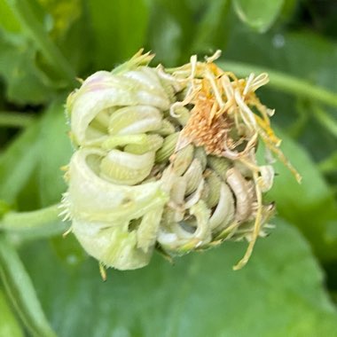 Calendula 'Little Ball Orange' (Little Ball Series)