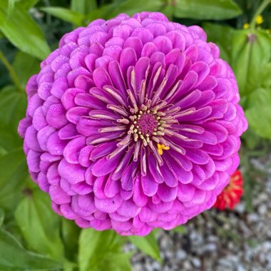 Zinnia Elegans 'Giant Violet Queen”