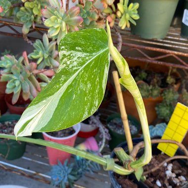 Monstera deliciosa 'Borsigiana Albovariegata' syn. Monstera borsigiana 'Albovariegata'