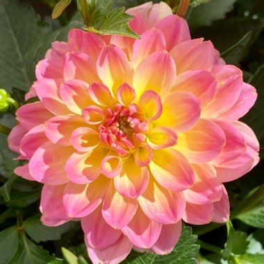 Dahlia 'Sunnyrose'