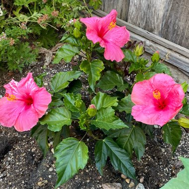 Hibiscus rosa-sinensis