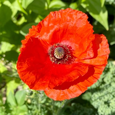 Papaver rhoeas 'American Legion'