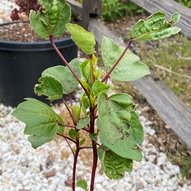 Hibiscus sabdariffa