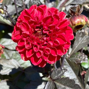 Dahlia 'Fire Mountain'